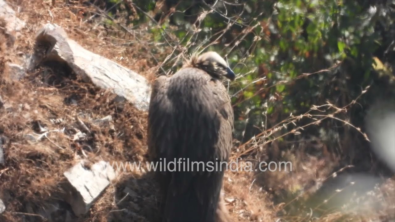Himalayan Vultures Taking Flight Over the Forests of Mussoorie