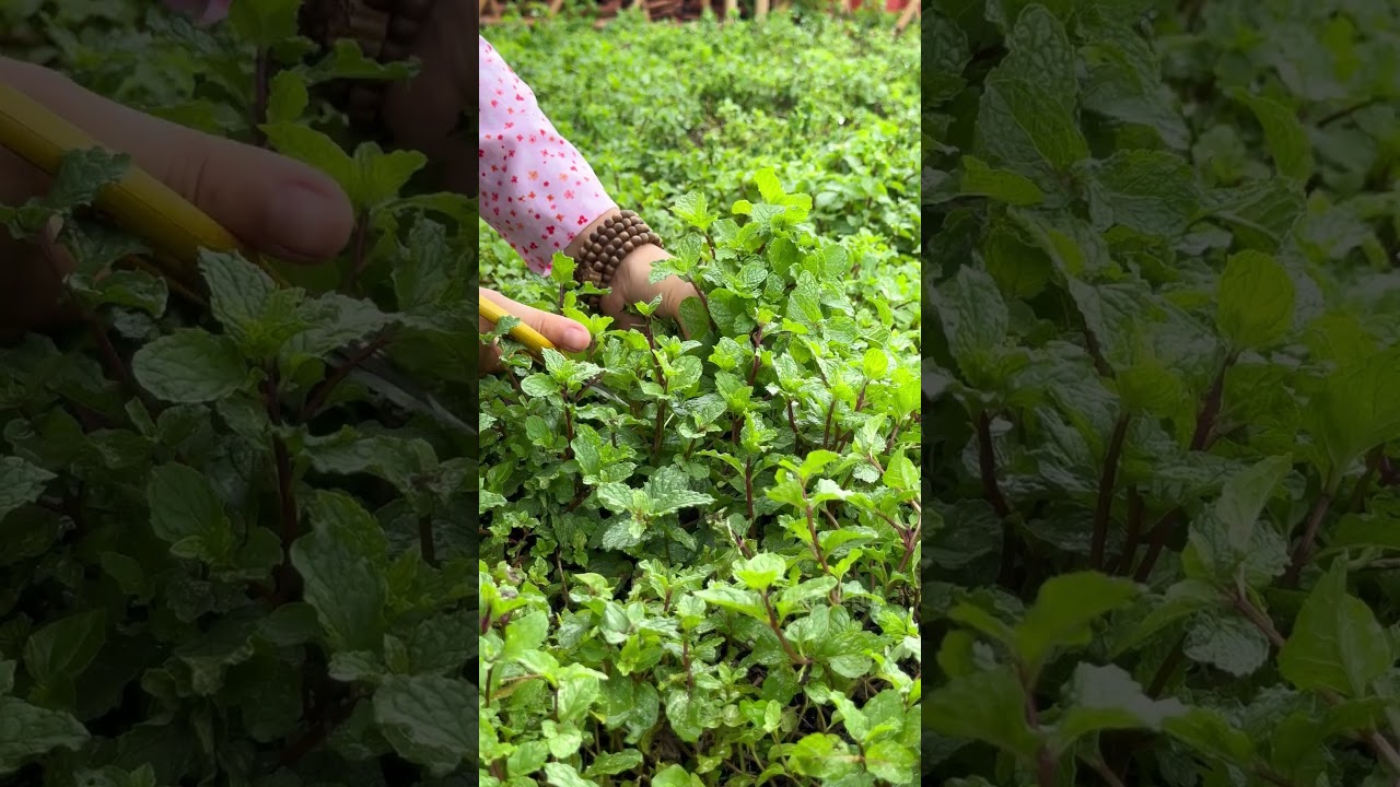 Harvest mint by cutting off leaf branches #gardening