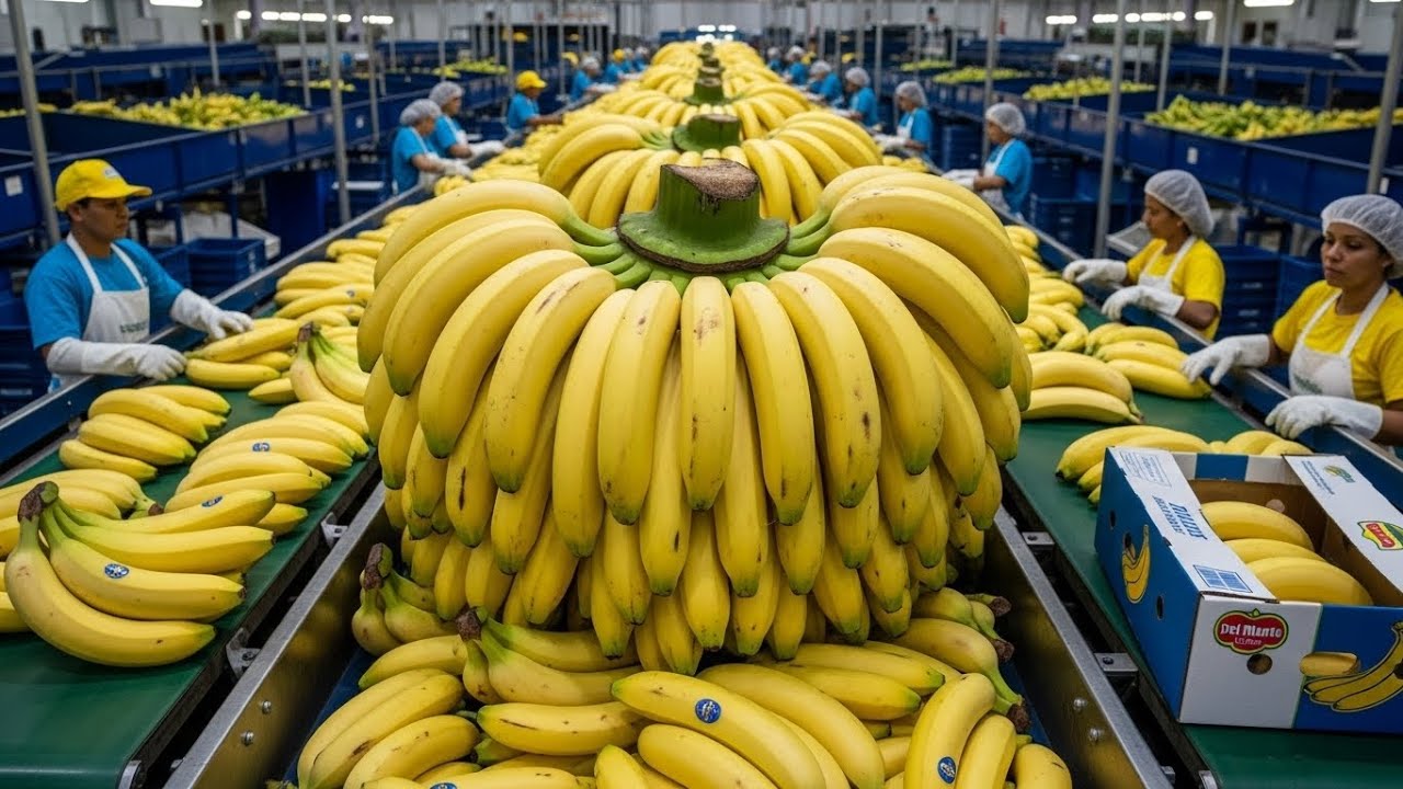 Inside the $25 Billion Banana Factory – How 100M Bananas Are Processed A Single Day (Full Process)