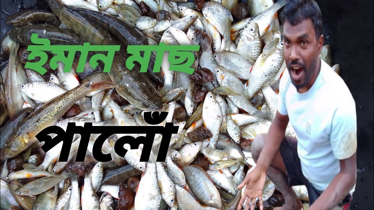 ইমান মাছ পালোঁ  // Imaan Mas Palu 🐠🐟🐠