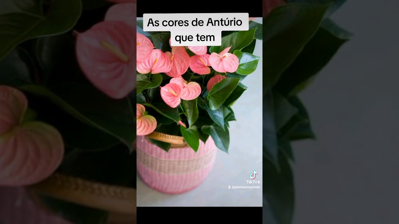 As cores de Ant&uacute;rio que tem na natureza