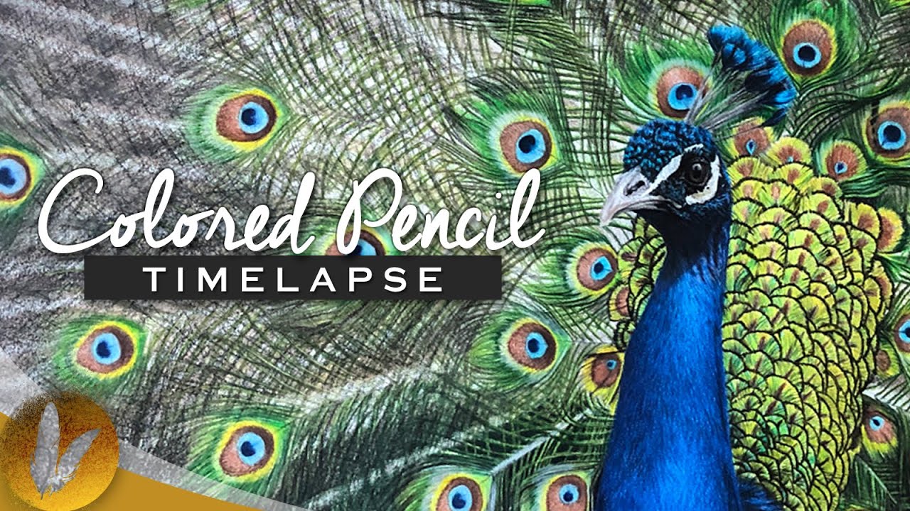Realistic Peacock Colored Pencil Drawing | Timelapse