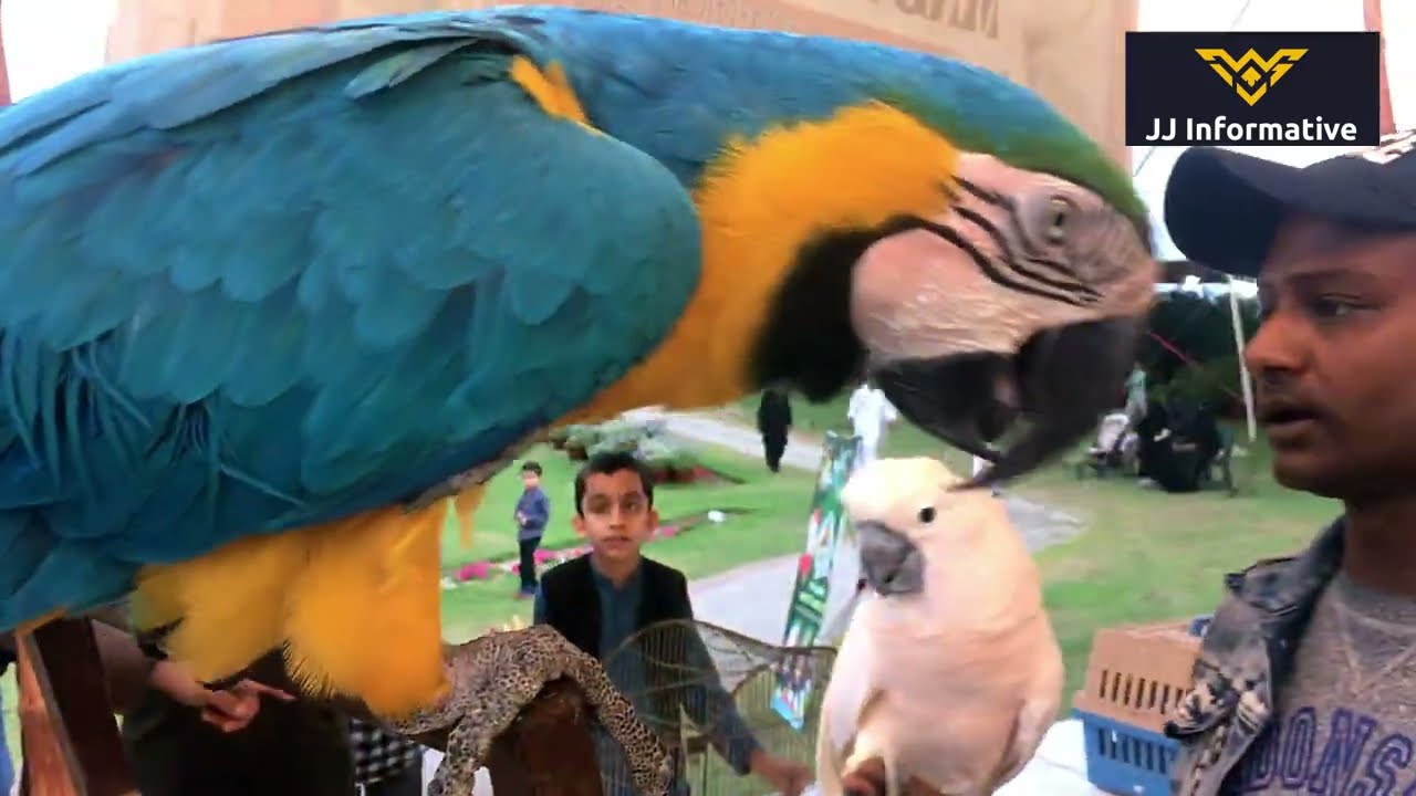 Flower Show 2025 (JJInformative) Annual flower show Karachi, AK Khan Park clifton (Part 1)