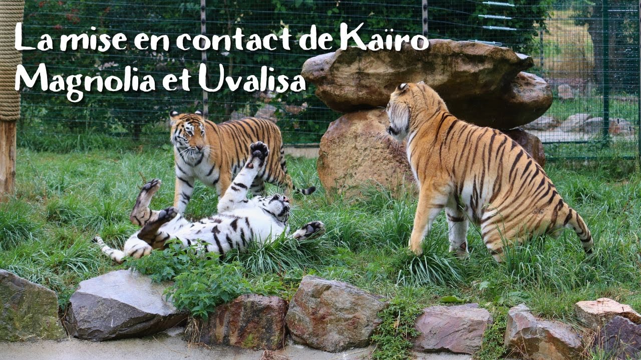La mise en contact de nos deux tigresses d'Ukraine avec Kaïro 🐯