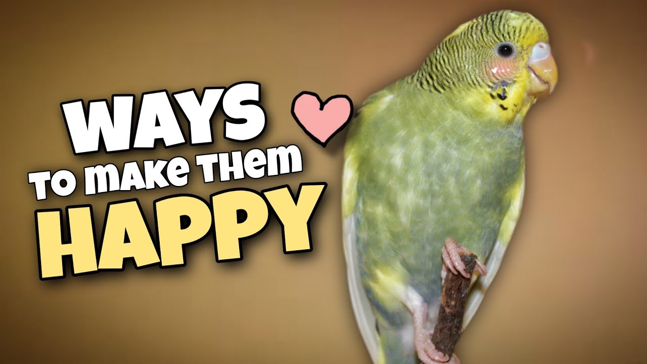 13 Essential Tips to Keep Your Budgie Healthy and Happy