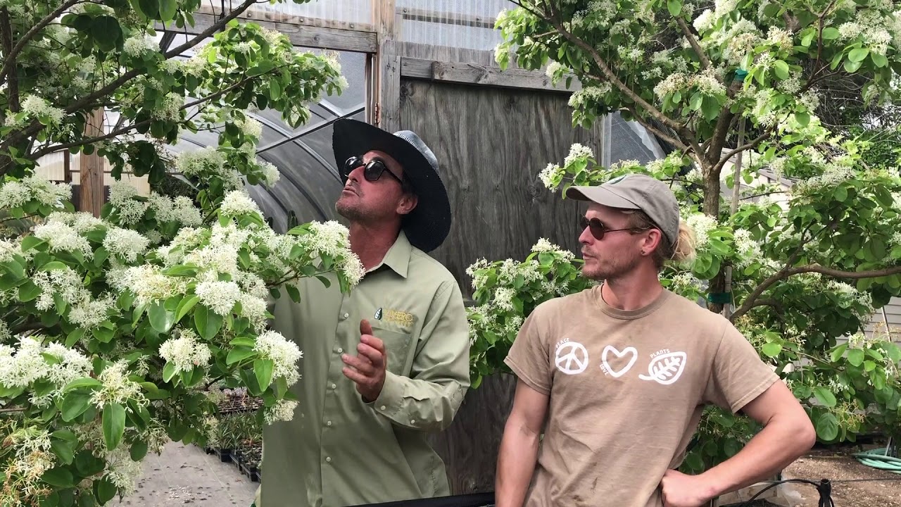 China Snow- Chinese Fringe Tree | Vivero Growers Nursery Austin, Texas