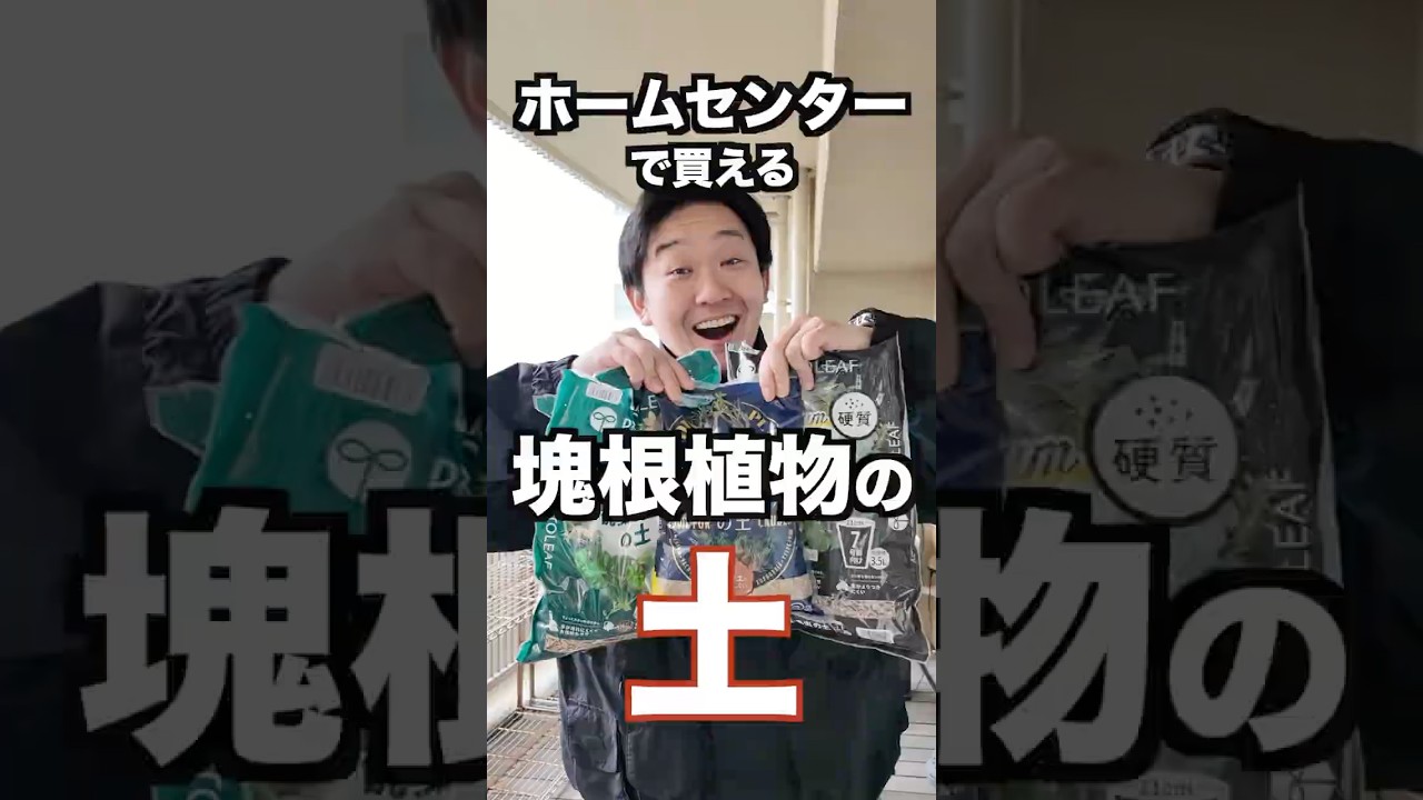 ホームセンターで使える塊根植物の土