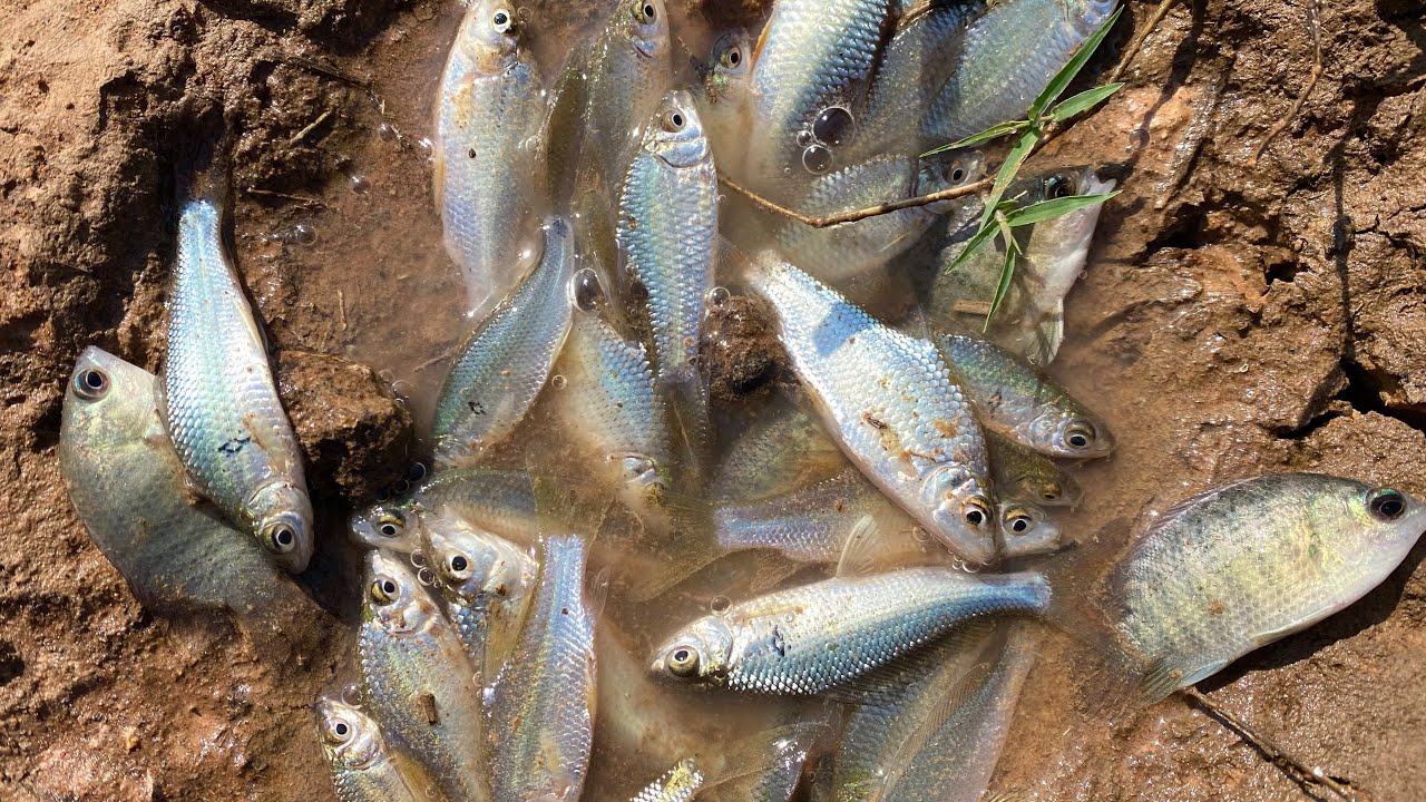 Capture fish amazing 🐟🌿 Observe aquatic insects in rural frog, shrimp, crab, fish #amazing #fishing 