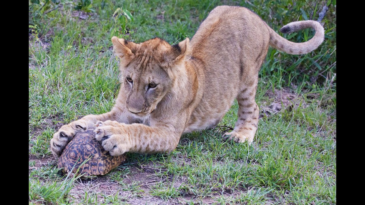 Lion cubs play with Leopard Tortoise
