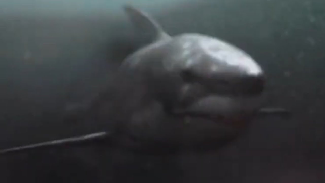 2-Headed Shark Attack [2012] - 2 Headed Shark Lost One Head Screen Time