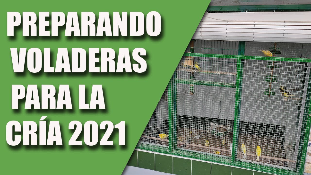 CRÍA CANARIOS (PREPARANDO LAS VOLADERAS PARA LA CRÍA) 2021