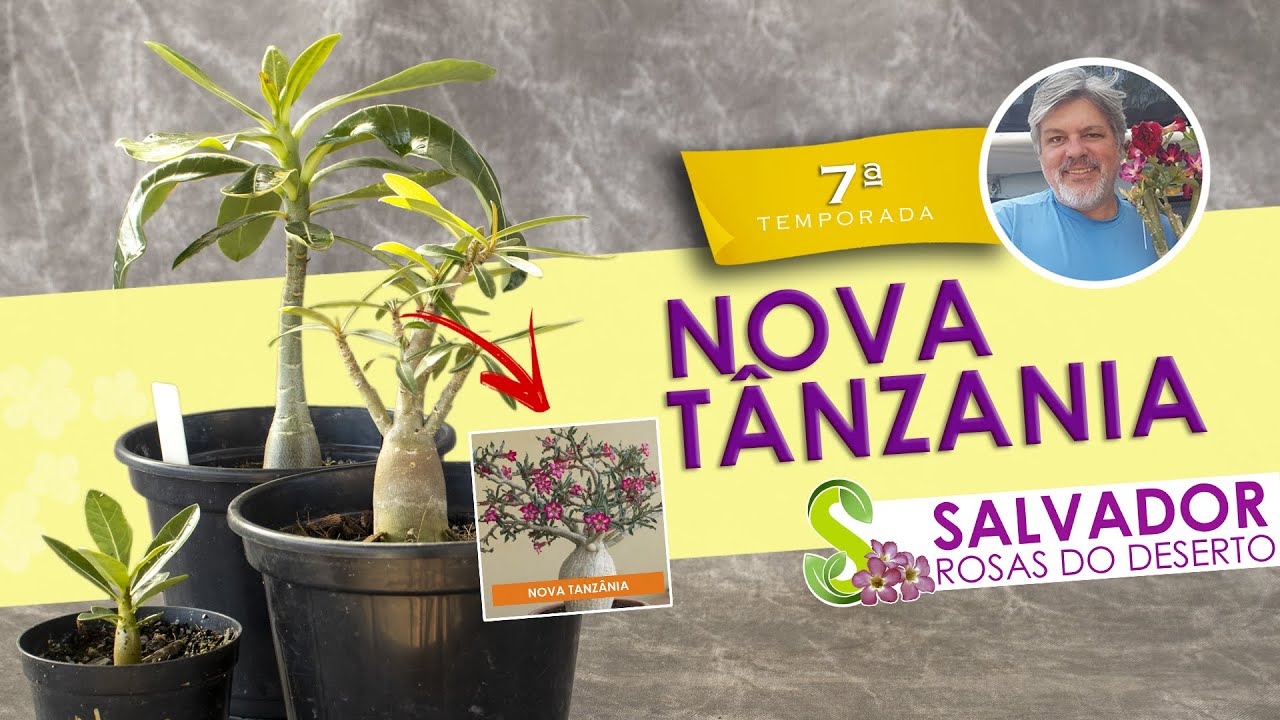 TUDO SOBRE A ADENIUM NOVA TANZANIA