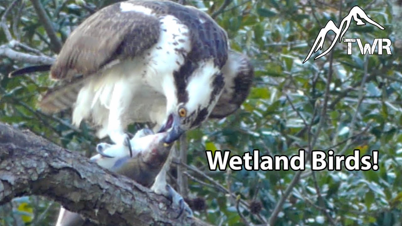 Wetland Birding Adventure: Herons, Osprey, and More! (4K)