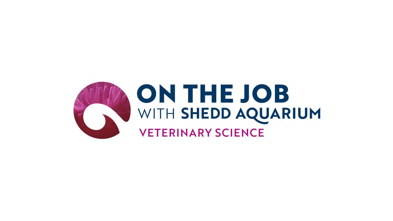 Veterinary Technician – On the Job with Shedd Aquarium