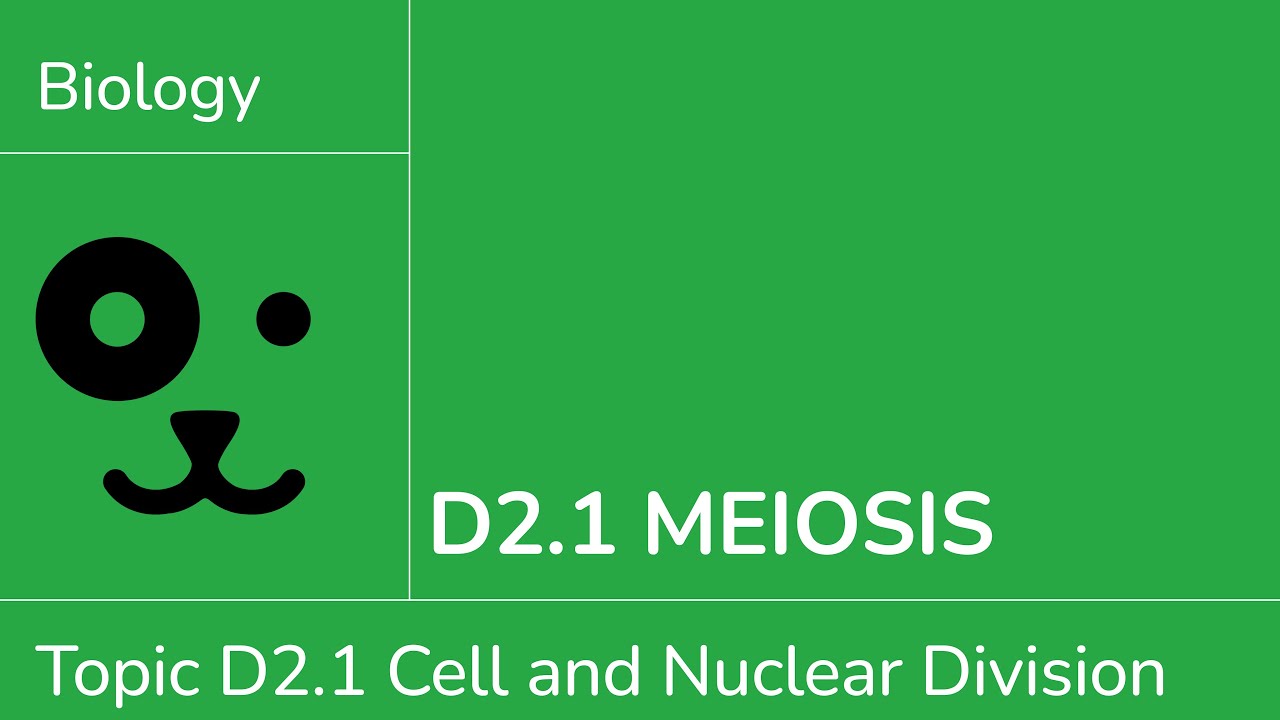 D2.1 Мейоз [IB Biology SL/HL]