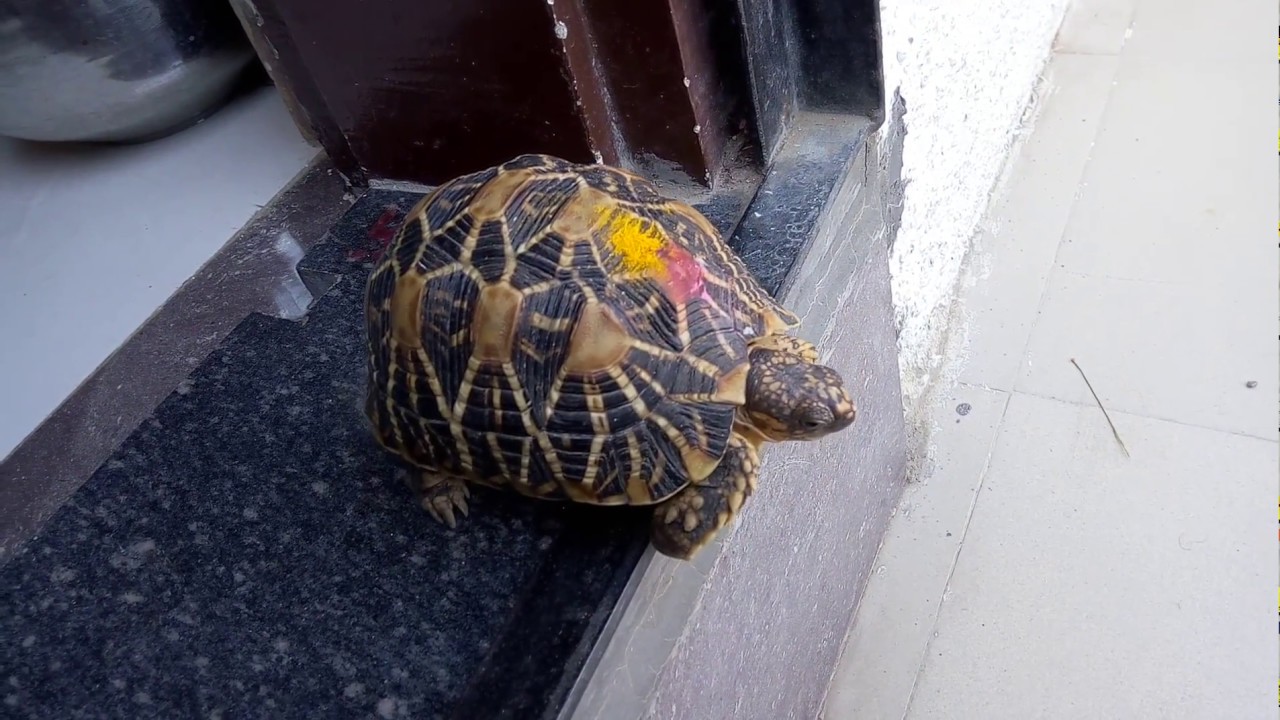 કાચબો Kachbo- Pet Tortoise turtle