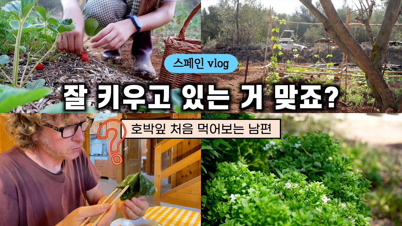 호박잎 처음 먹어보는 남편, 성장하는 텃밭과 청소년기 아이들