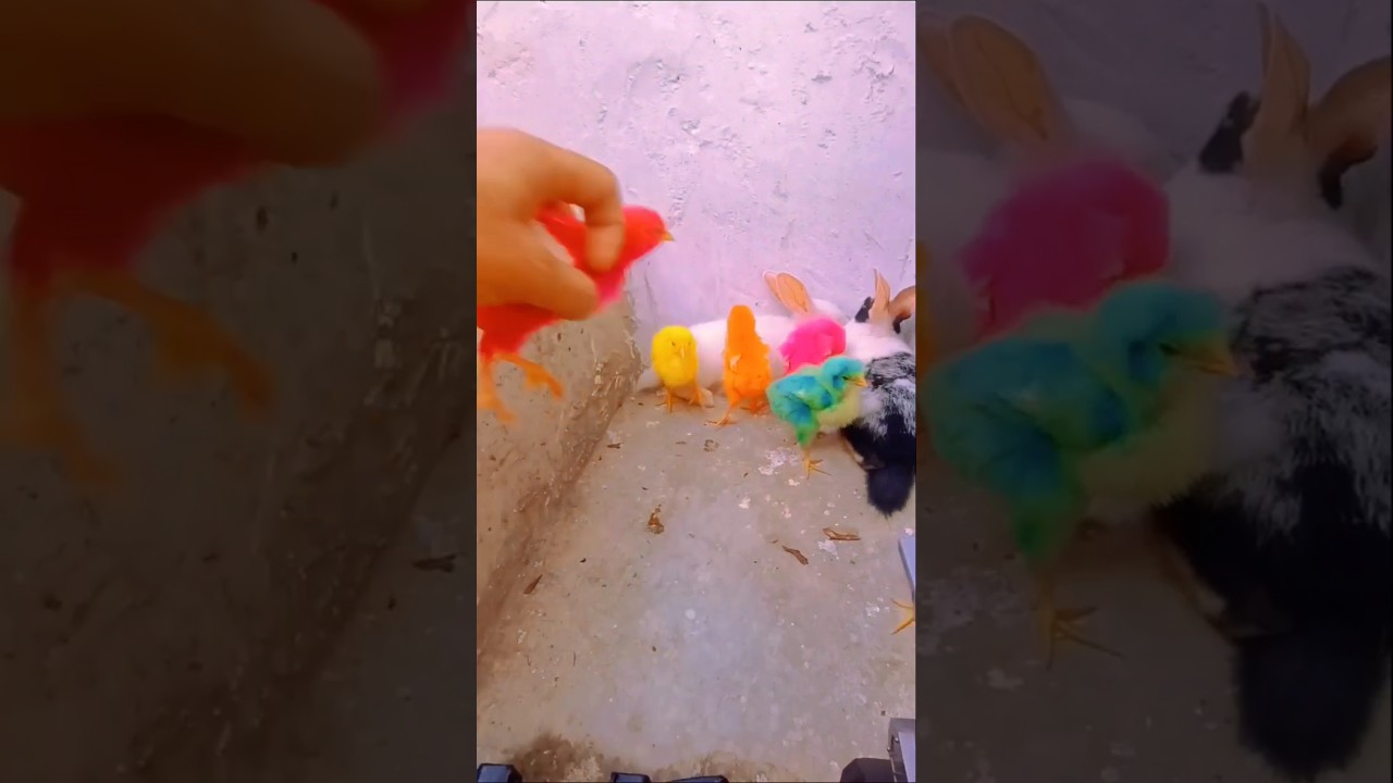 Catching Colorful Chicks 🐣🐤❤️💙💚💛 