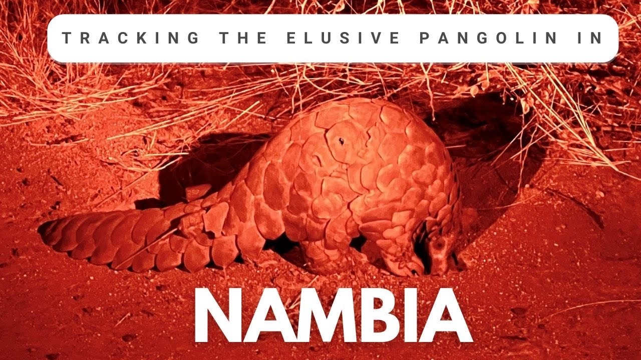 Tracking the Elusive Pangolin in Namibia | A Once-in-a-Lifetime Bucket List Encounter