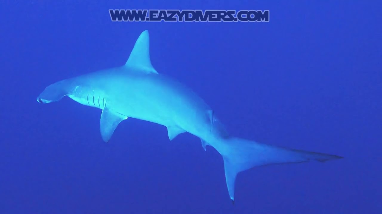 Hummerhead sharks dive in Sharm El Sheikh