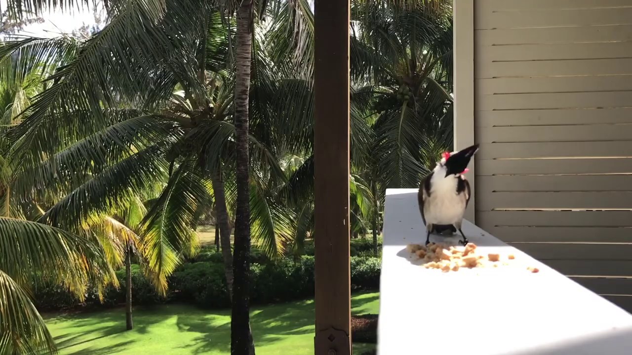 The birds of Mauritius