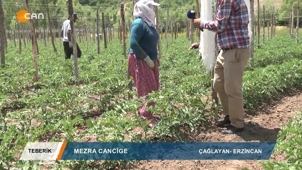 TEBERIK   ALİ ŞEKER   ERZİNCAN ÇAĞLAYAN   MEZRA CANCİGE   05 07 2019