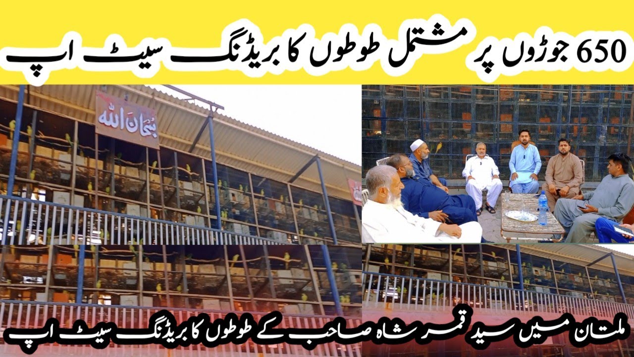Visit To A Qamar Shah Sahib 650 Pairs Parrot Breeding Farm In Multan |