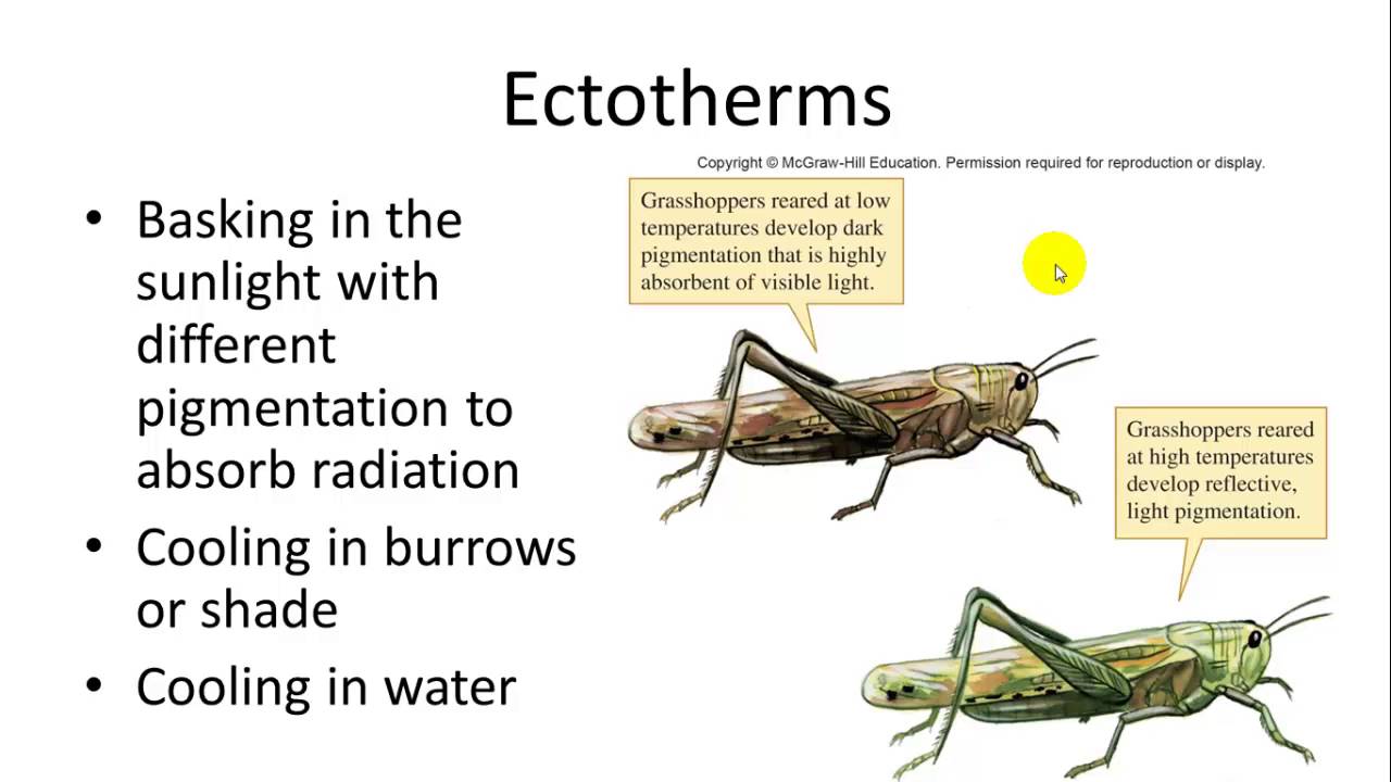 Temperature Relations