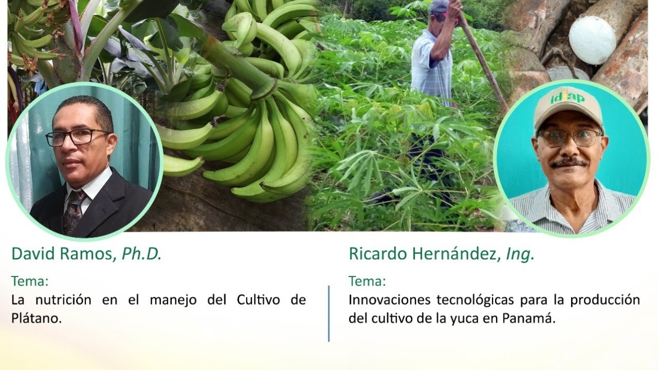 TECNOLOGÍAS PARA EL MANEJO DE LOS CULTIVO DE PLÁTANO Y YUCA