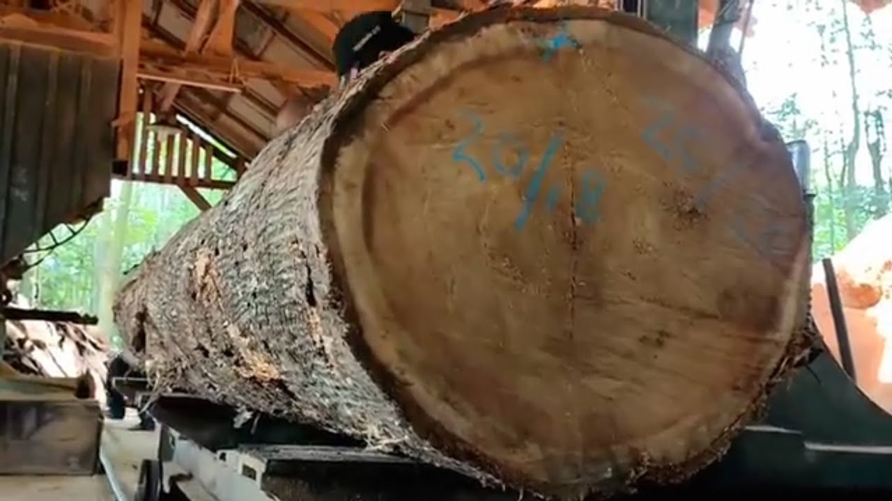 🌲Тиковое дерево с такой красивой текстурой редко встречается на лесопильных заводах🌲