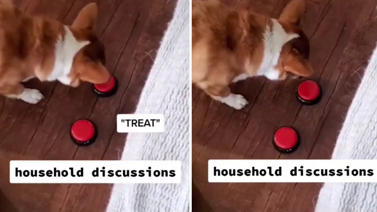 Corgi uses voice-activated button to ask for treats