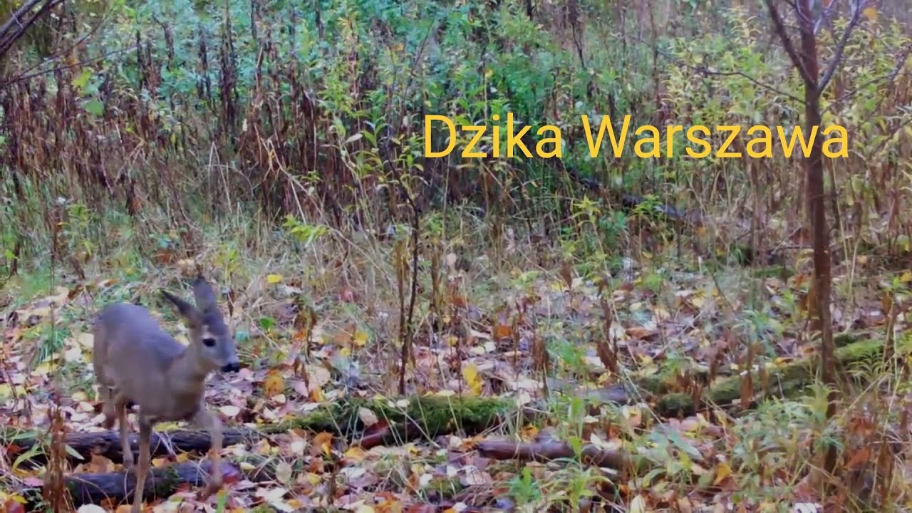 Ciche spotkanie z sarnami | Nadwiślański łęg jesienią