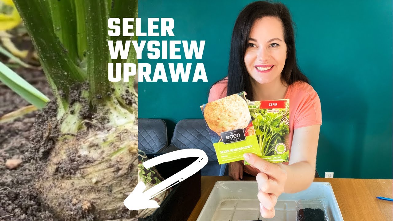 Seler uprawa. Seler korzeniowy uprawa. Seler naciowy uprawa. Jak wysiewać seler. Por z nasion.