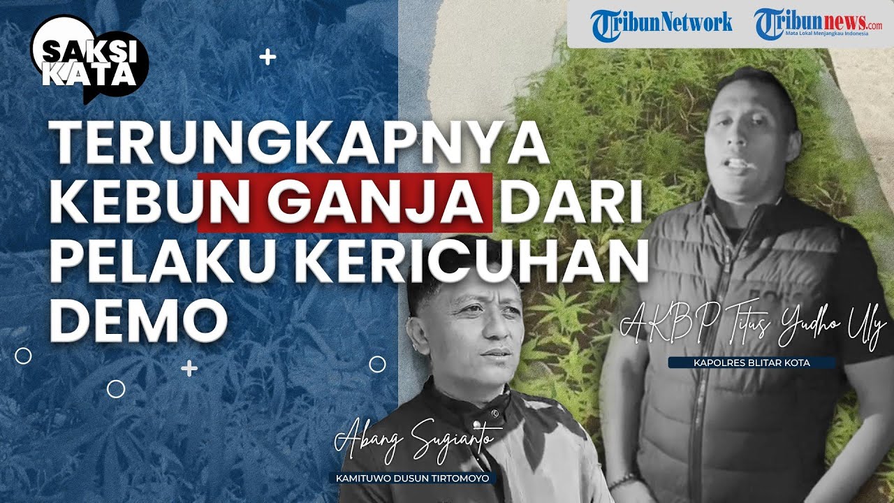 Terungkap! 820 Tanaman Ganja di Ladang TersembunyI di Blitar, Polisi Bongkar dari Demo - SAKSI KATA