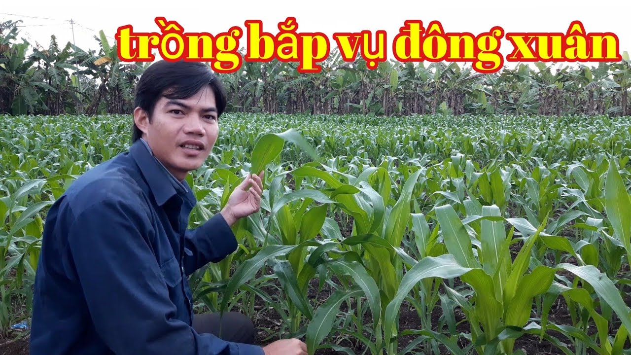 Trồng bắp, Trồng ngô, chi phí đầu tư thấp, Thu nhập ổn định