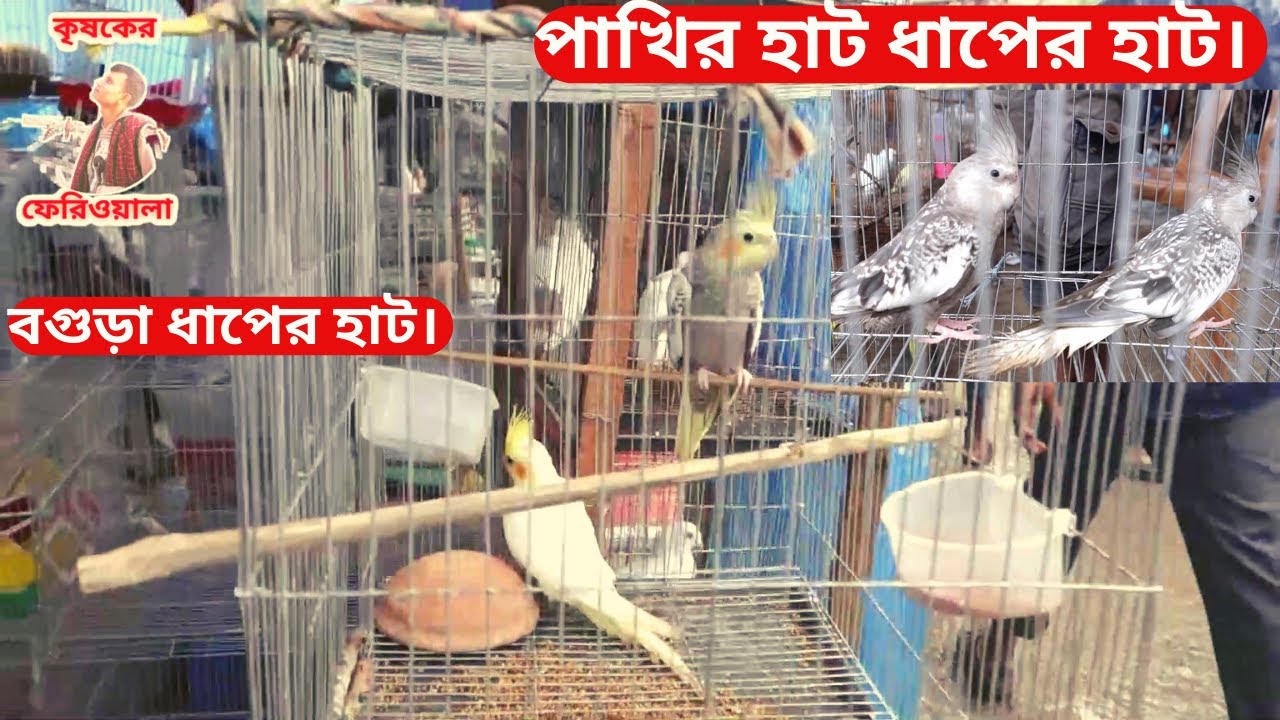পাখির হাট বগুড়া ধাপের হাট || Pakhi hat Bogura