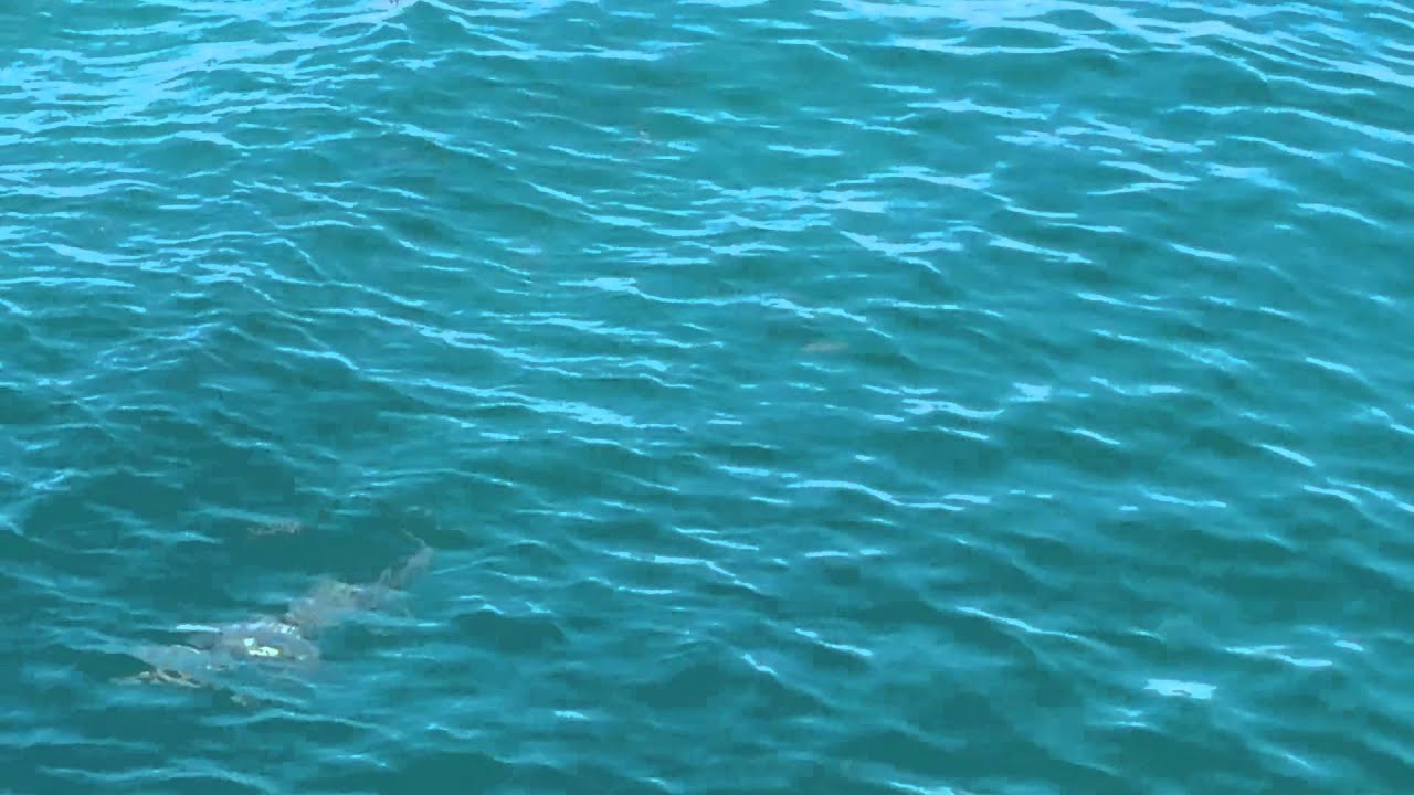 Barracuda and Sharks at the Jetty