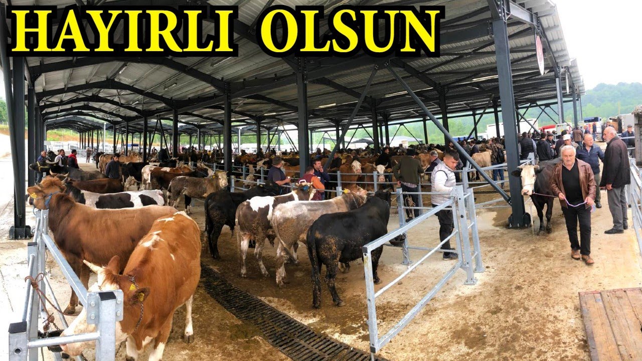 Bartın Yeni Hayvan Pazarı Hizmete Sunuldu