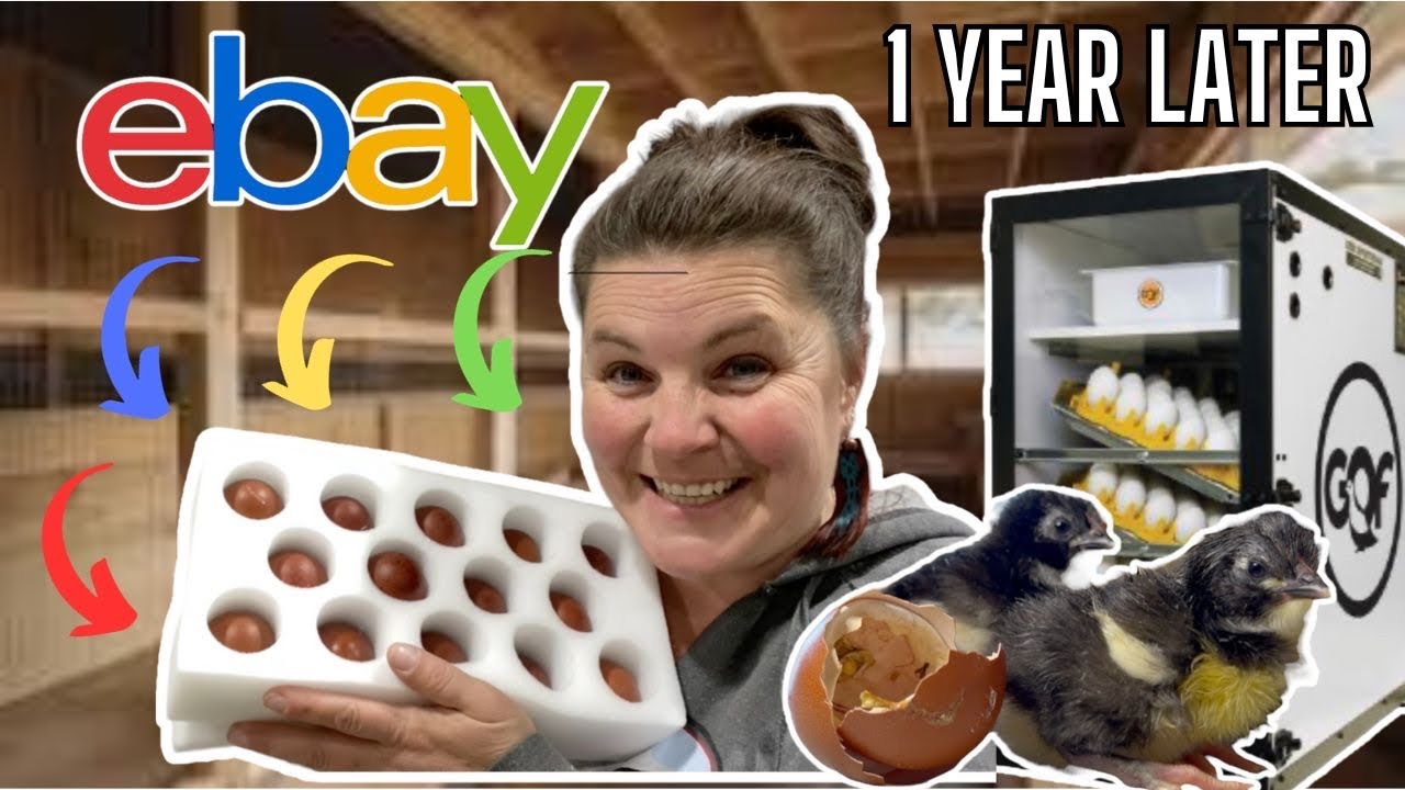 Hatching Rare Eggs from eBay Start to Finish | Year Time Lapse | Black Copper Marans | Chickens