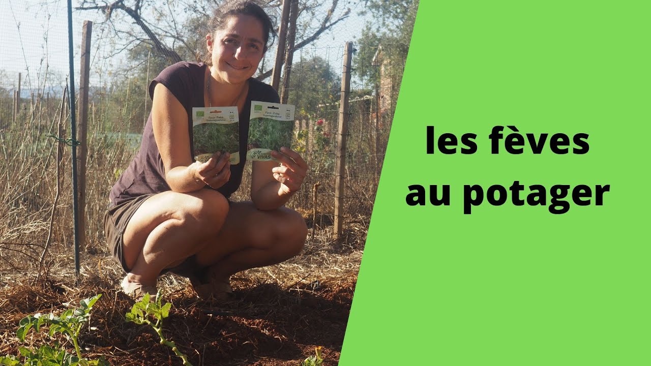 cultiver les fèves au potager