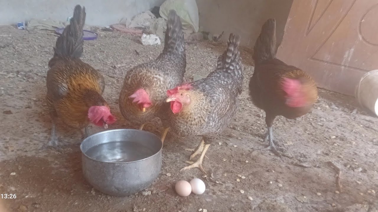 اسباب تخلي فراخك تبيض مرتين ف اليوم وحجمها كبير 🥚🥚