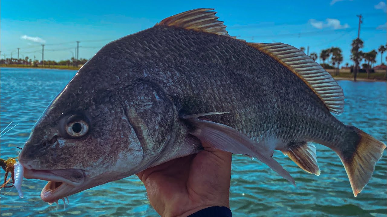 SIGHT CASTING HUGE SCHOOLS OF BLACK DRUM!!? || CORPUS CHRISTI KAYAK FISHING ||