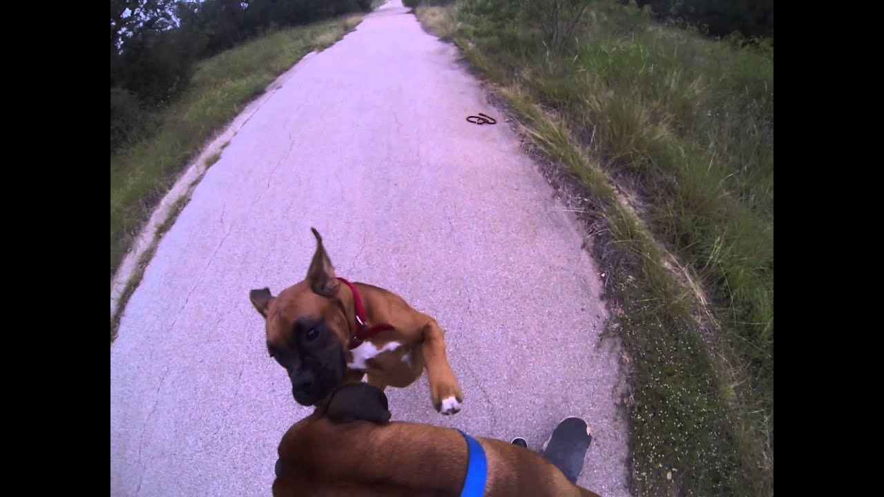 Boxer gets sprayed in the face by a skunk!