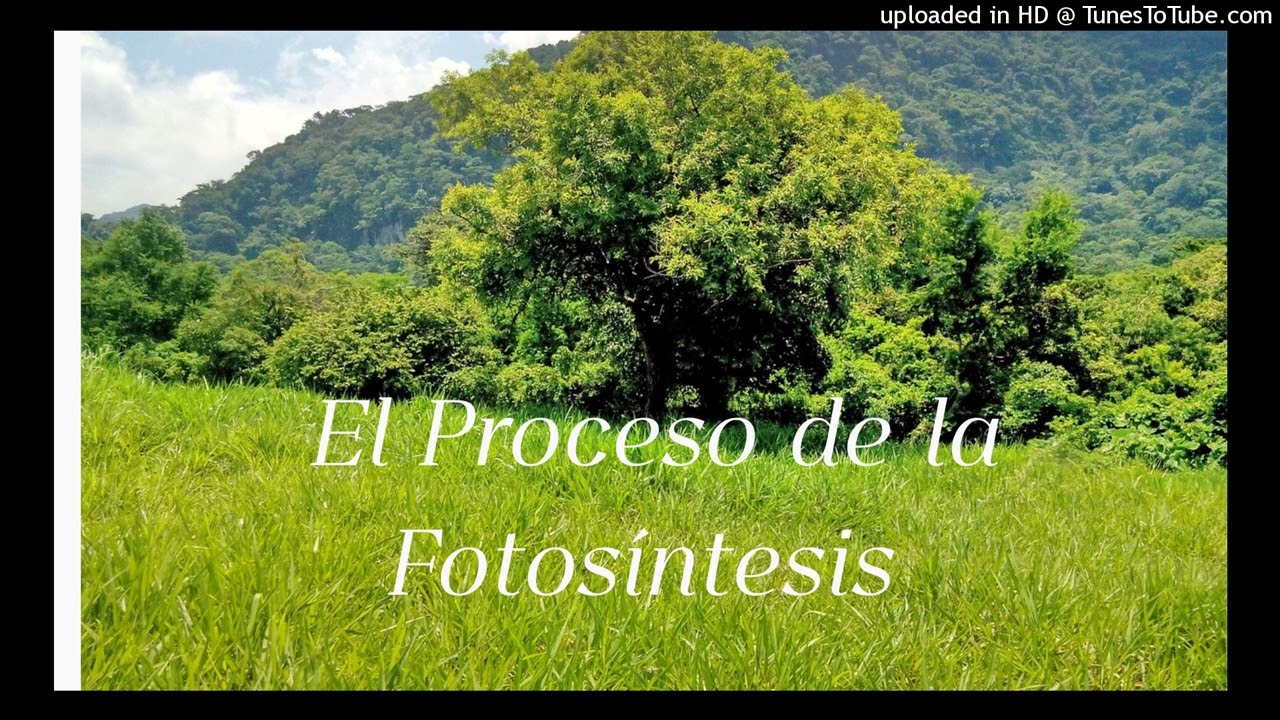 Proceso de fotosintesis-ciencia