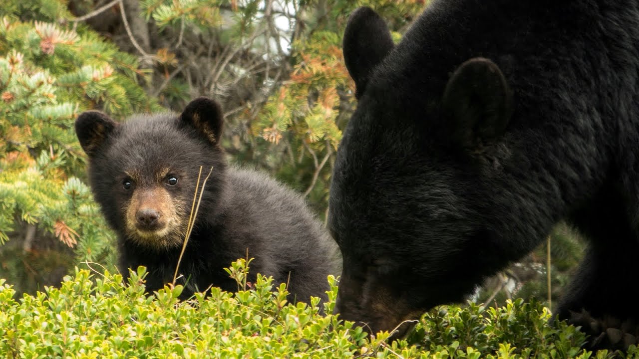 Bear Cub Cuteness