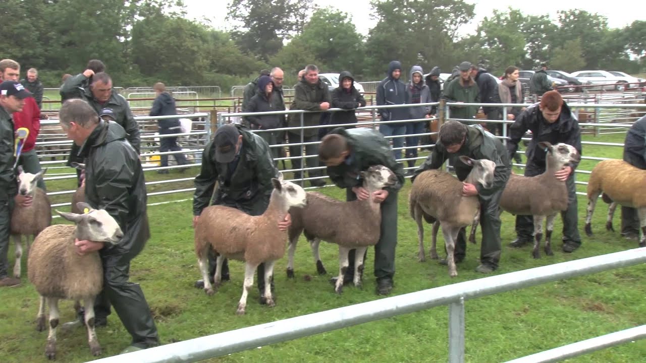 Wigtown Show