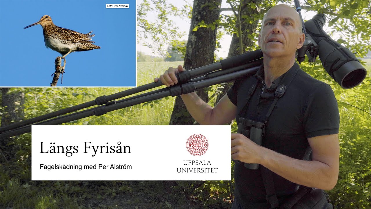 Fågelskådning med Per Alström - Längs Fyrisån