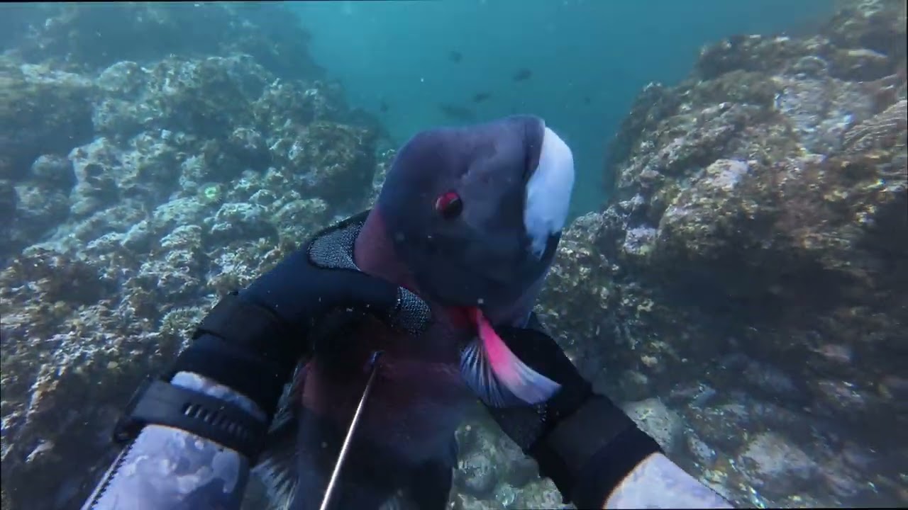 Spearfishing Epic Underwater Caves at Channel Islands National Park