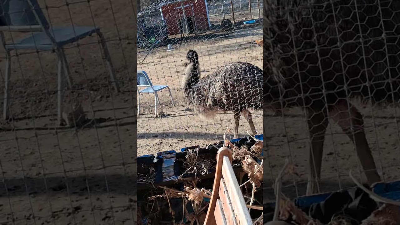 Emu , Thelma and Louise 