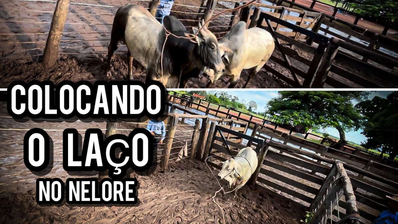 Tivemos que laçar o Nelore pra entrar no caminhão…